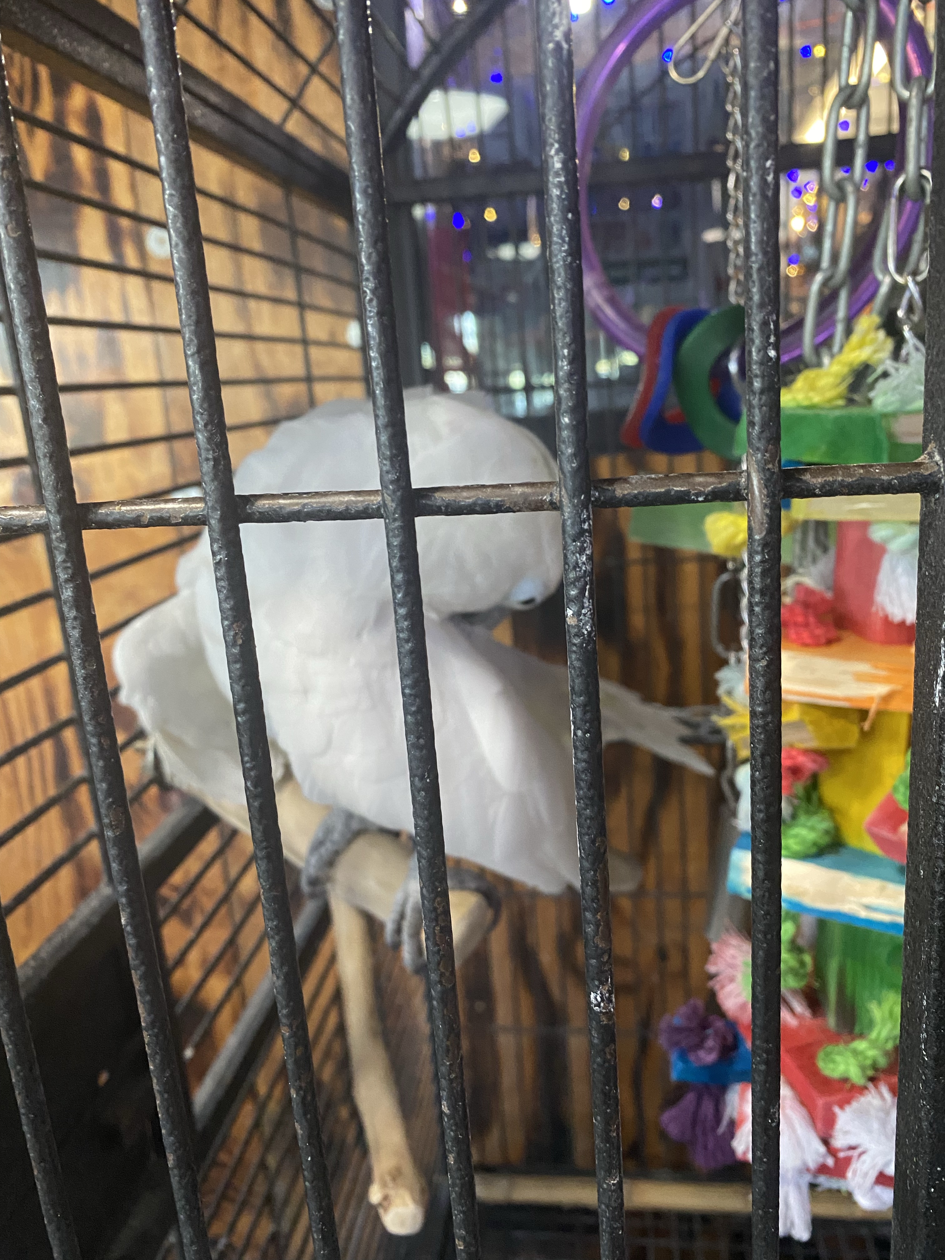 Gilbert the Bird at The Crab Shack on Tybee Island